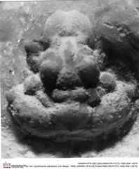 Historisches Foto von Lecythocaris paradoxa (von Meyer, 1858) (NHMW-AFW-GEO-BACHMAYER-FOTO-1990-0041-4579)